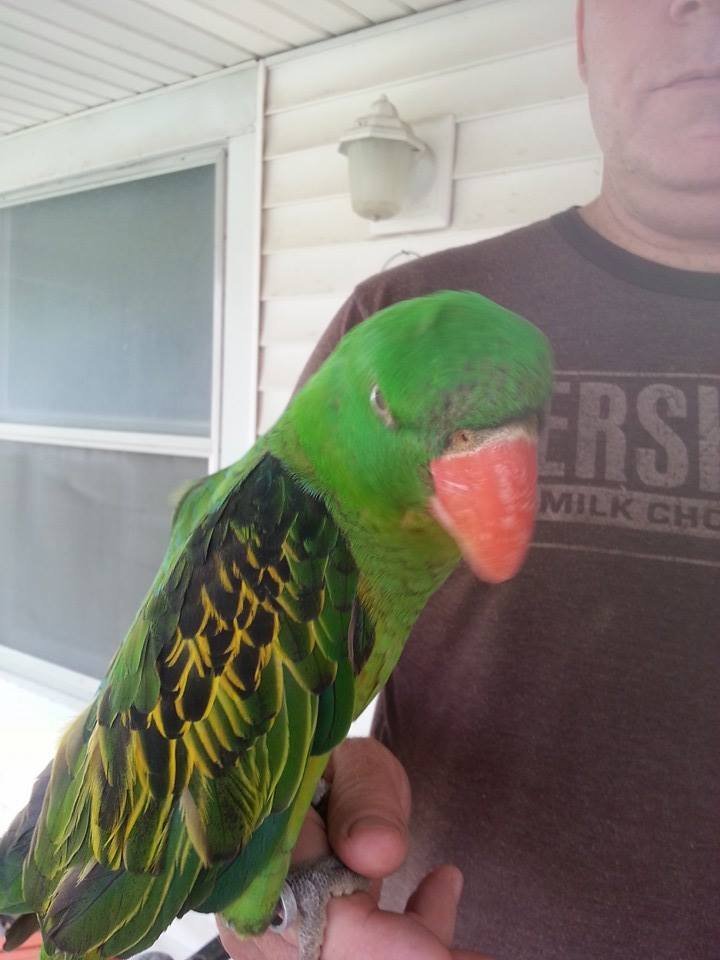 Buy GREAT-BILLED PARROT For Sale - Image 4
