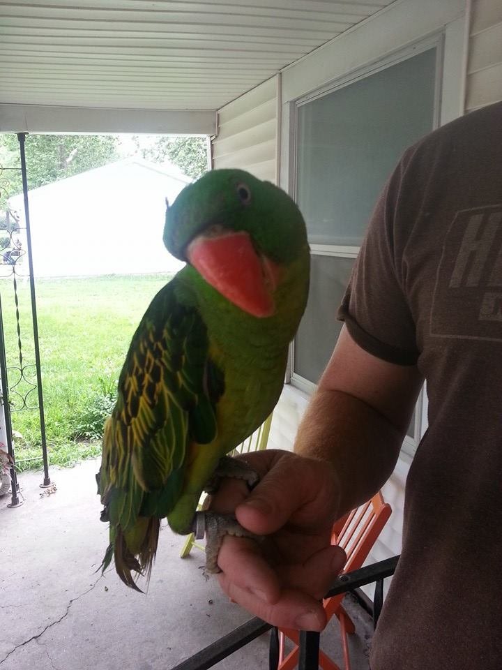 Buy GREAT-BILLED PARROT For Sale - Image 5