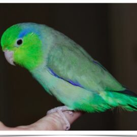 Buy Green Parrotlet Online