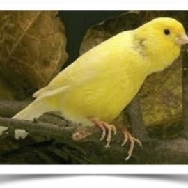 Buy Waterslager Canary Online