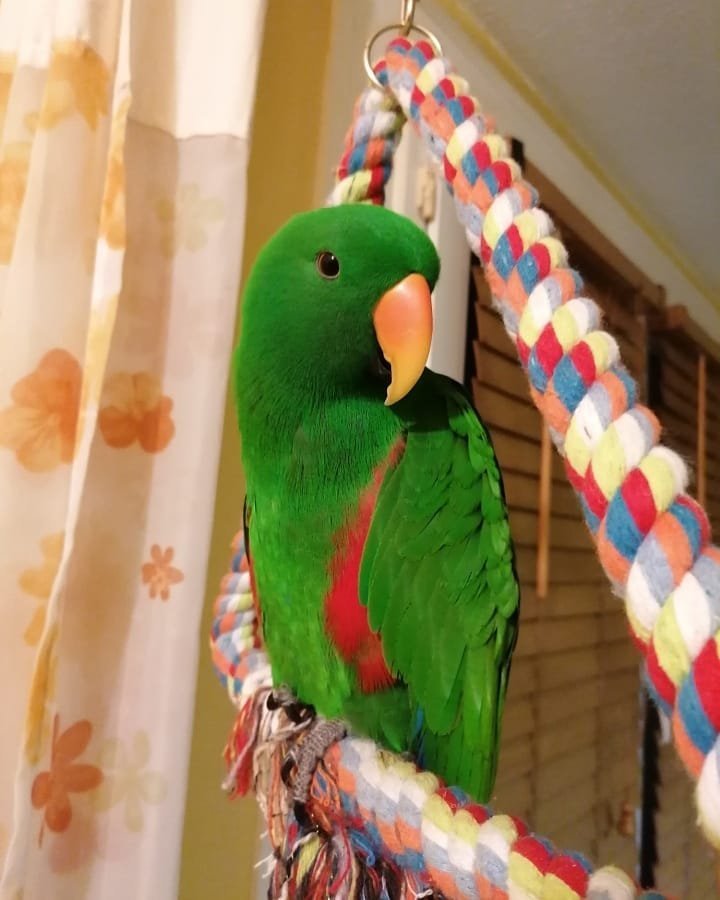 Grand Eclectus