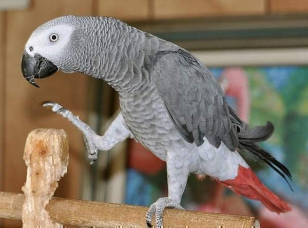 Buy African Grey Parrot Online