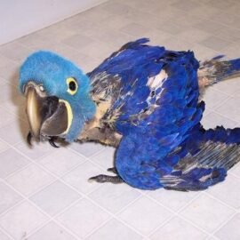 Buy Baby Hyacinth Macaw Online