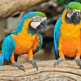 Buy Blue & Yellow Macaw Online