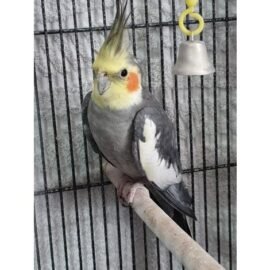 BUY COCKATIEL BIRD FOR SALE