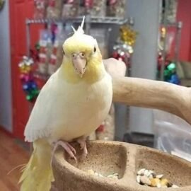 BUY COCKATIEL FOR SALE