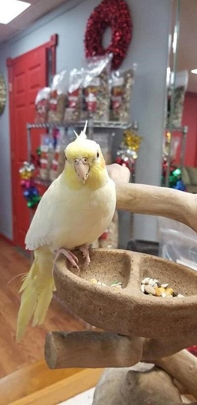 BUY COCKATIEL FOR SALE