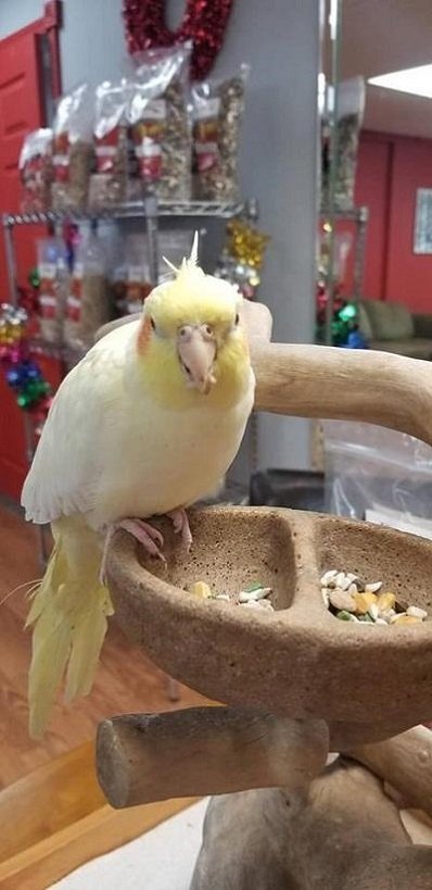 BUY COCKATIEL FOR SALE - Image 2