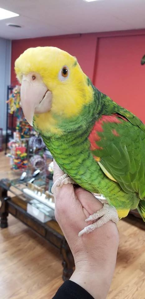 BUY DOUBLE YELLOW HEADED AMAZON FOR SALE - Image 3