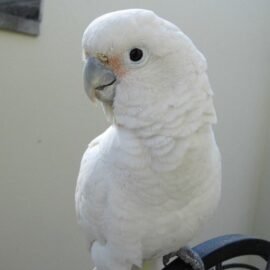 BUY GOFFIN COCKATOO FOR SALE