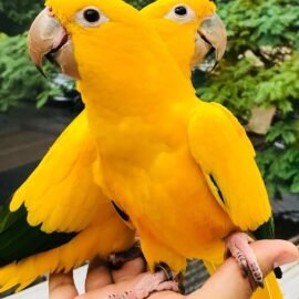 Buy Golden Conure Parakeet