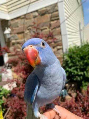 BUY INDIAN RINGNECK PARAKEETS FOR SALE - Image 4