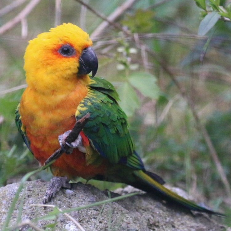 BUY JENDAY CONURE FOR SALE - Image 3