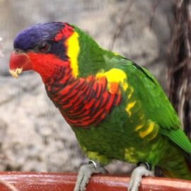 BUY ORNATE LORIKEET FOR SALE