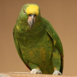BUY PANAMA AMAZON FOR SALE