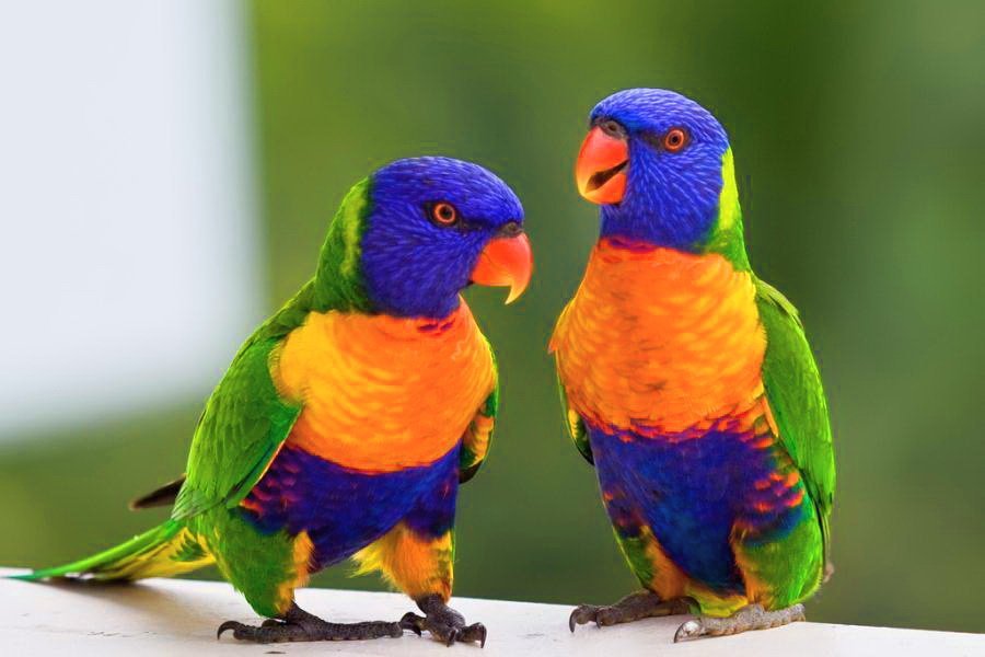 Buy Rainbow Lorikeets For Sale - Image 2