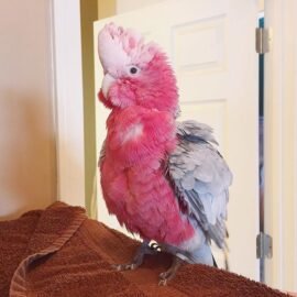 Buy Rose Breasted Cockatoo