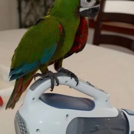 BUY SEVERE MACAW FOR SALE