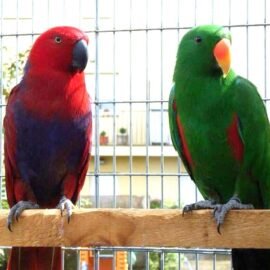 Buy Solomon Eclectus Parrot Online