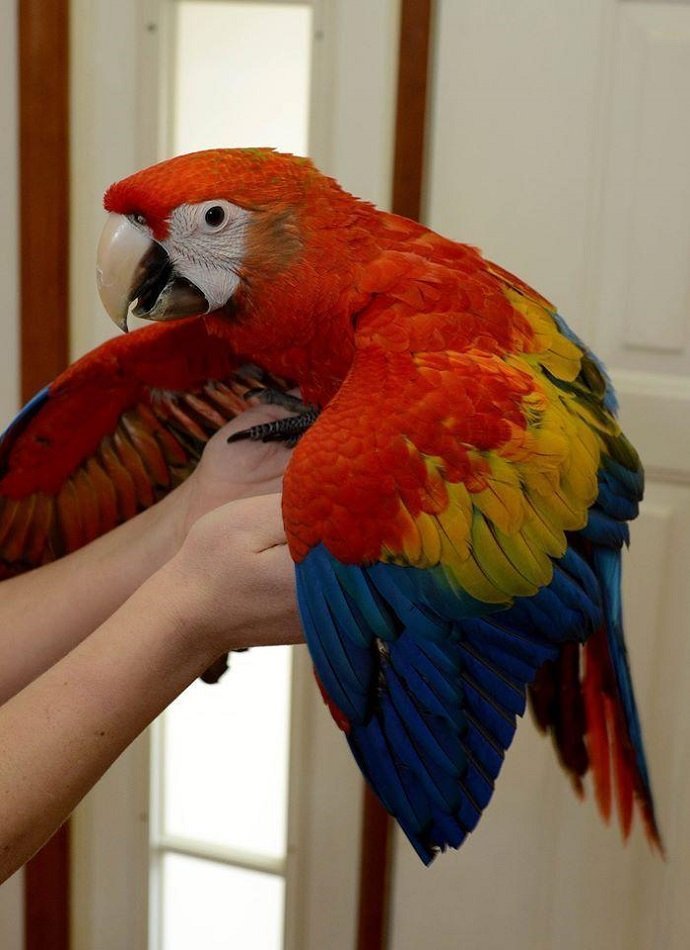 CHEAP SCARLET MACAW FOR SALE