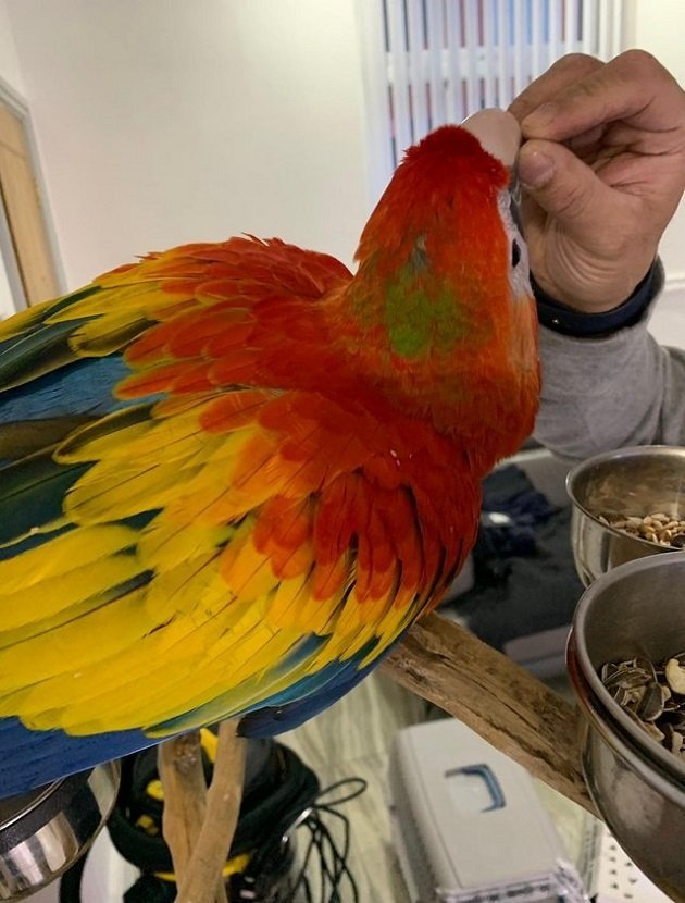 CHEAP SCARLET MACAW FOR SALE - Image 4