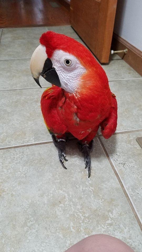 CHEAP SCARLET MACAW FOR SALE - Image 5