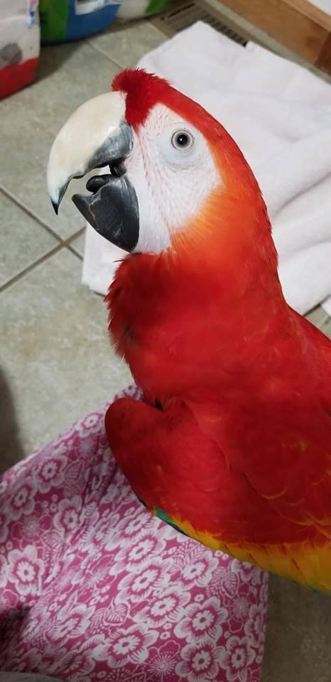 CHEAP SCARLET MACAW FOR SALE - Image 2