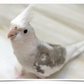 Buy Cockatiel - White-faced Pied Online