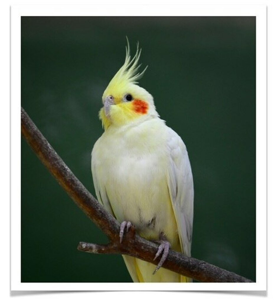 Buy Cockatiel - Lutino Online
