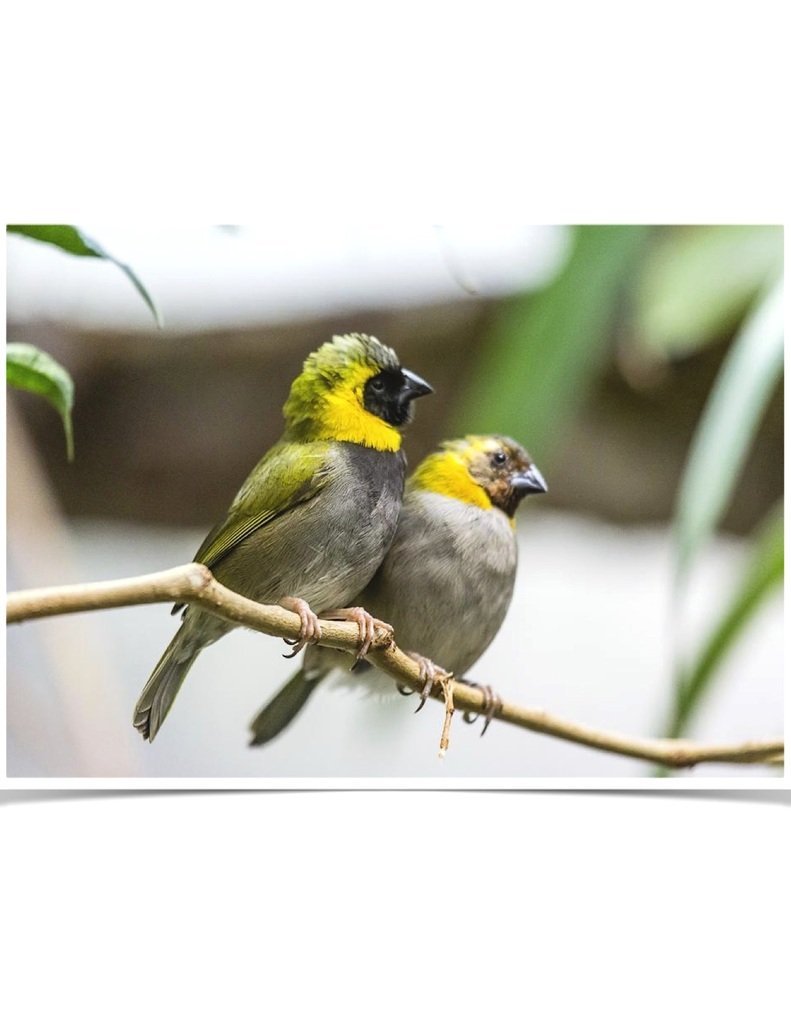 Buy Cuban Melodius Finch Online - Image 2