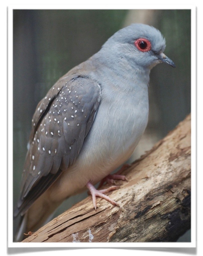 Buy Diamond Dove Online