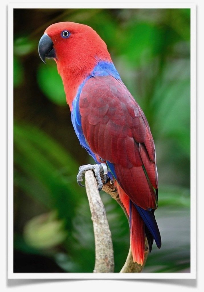 Buy Eclectus Online