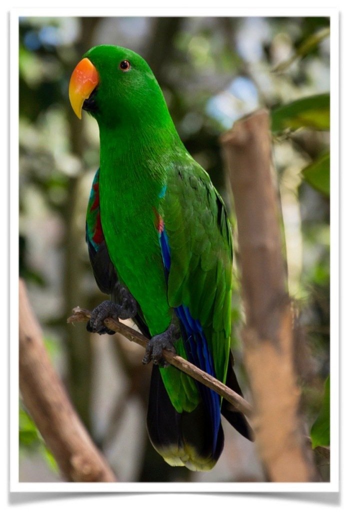 Buy Eclectus Online - Image 2