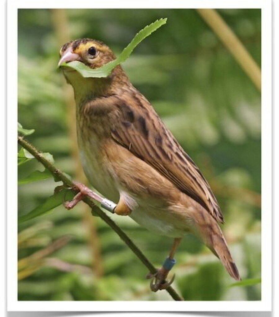Buy Yellow Crown Weaver (Bishop) Online - Image 3