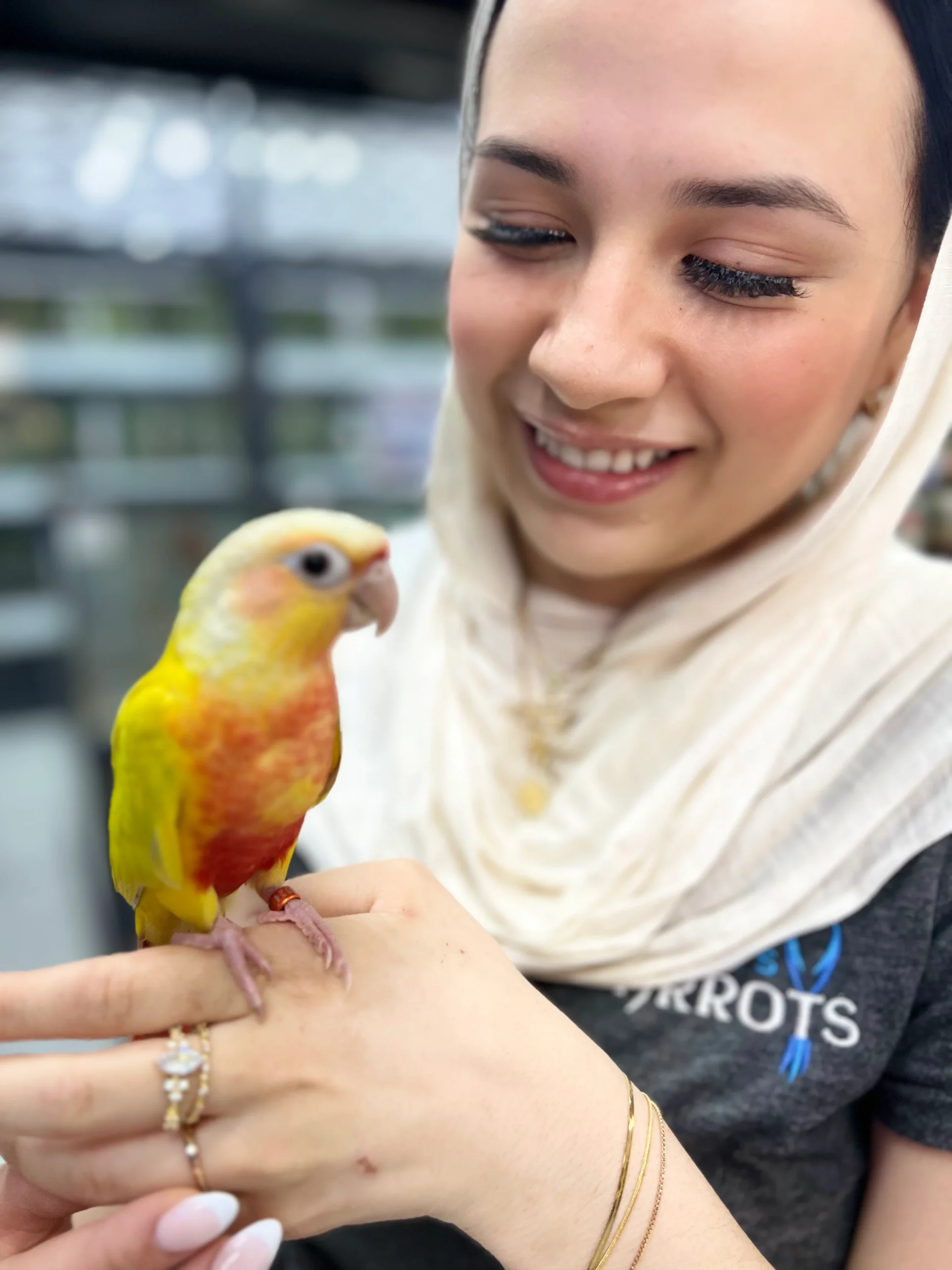 Cathy Birds | Buy Exotic Birds For Sale | Birds For Sale | Pets Birds Online