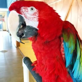Green-winged macaw