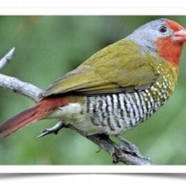 Buy Green-Winged Pytilia (Melba Finch) Online