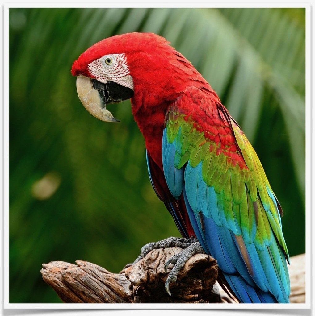 Buy Green-winged Macaw Online