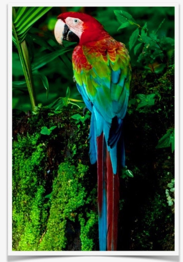 Buy Green-winged Macaw Online - Image 2