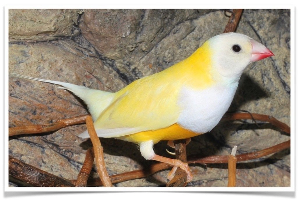 Buy Lady Gouldian Finch - Yellow-back (BLACK HEAD MALE ONLY) Online - Image 3