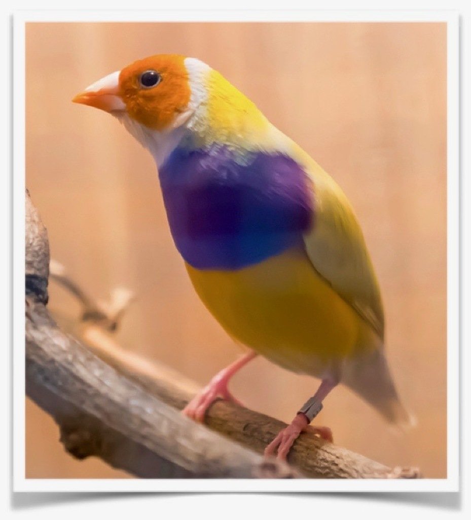 Buy Lady Gouldian Finch - Yellow-back (BLACK HEAD MALE ONLY) Online - Image 4