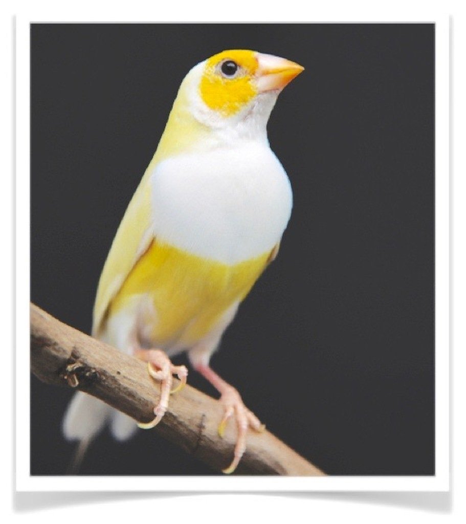 Buy Lady Gouldian Finch - Yellow-back (BLACK HEAD MALE ONLY) Online - Image 5