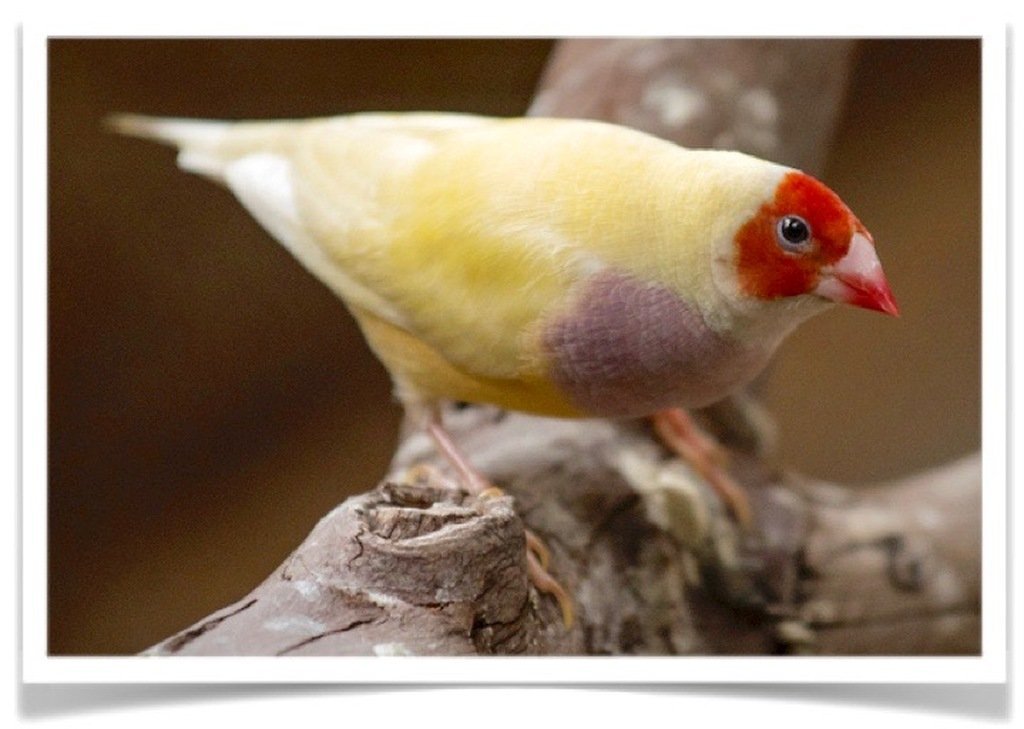 Buy Lady Gouldian Finch - Yellow-back (BLACK HEAD MALE ONLY) Online - Image 6