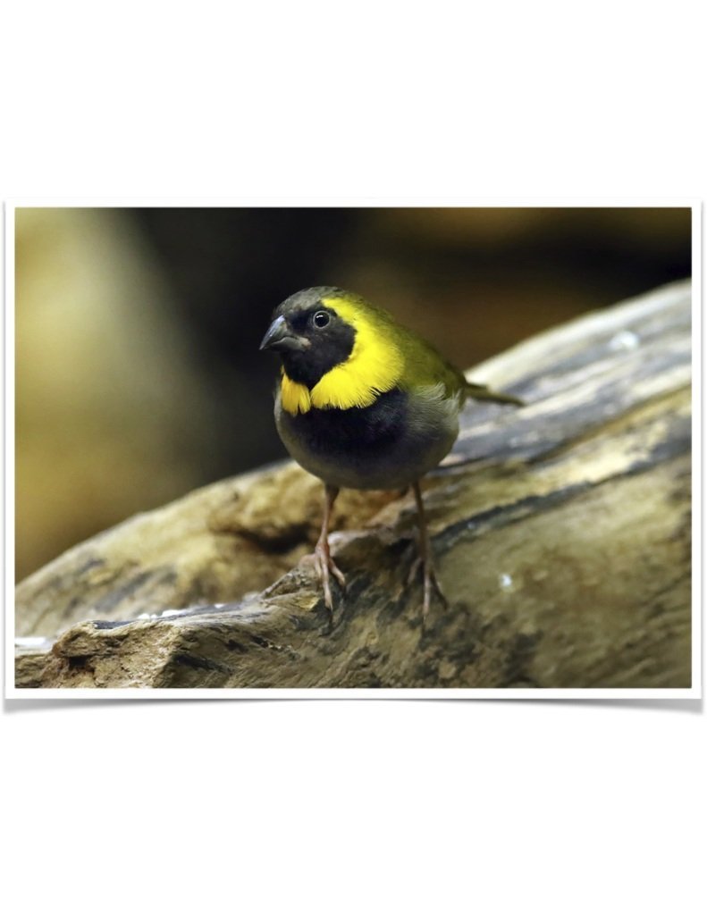 Buy Cuban Melodius Finch Online - Image 3