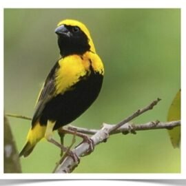 Buy Yellow Crown Weaver (Bishop) Online