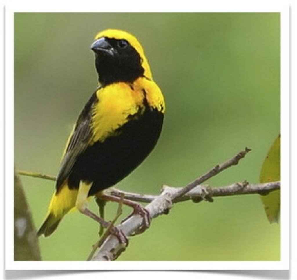 Buy Yellow Crown Weaver (Bishop) Online