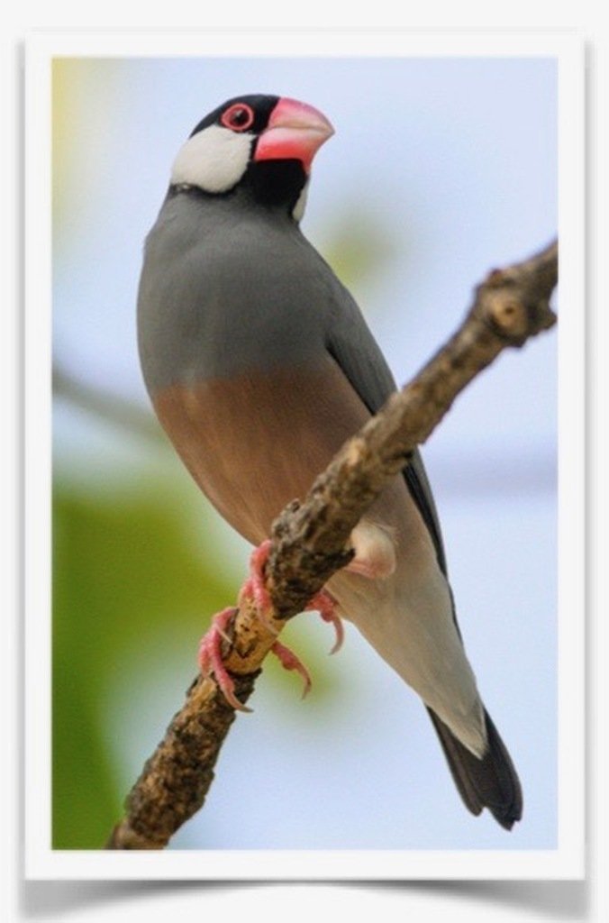 Buy Java Rice Finch - Normal Online