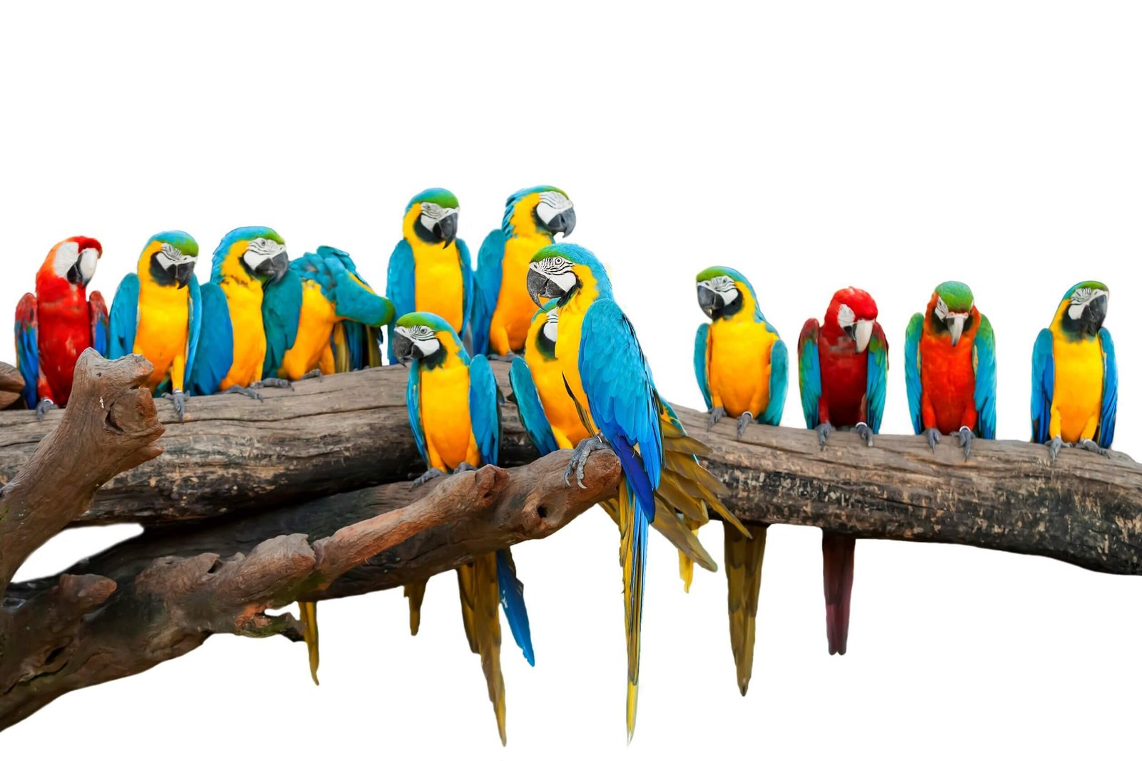 Buy Exotic Birds For Sale
