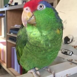Red-crowned amazon