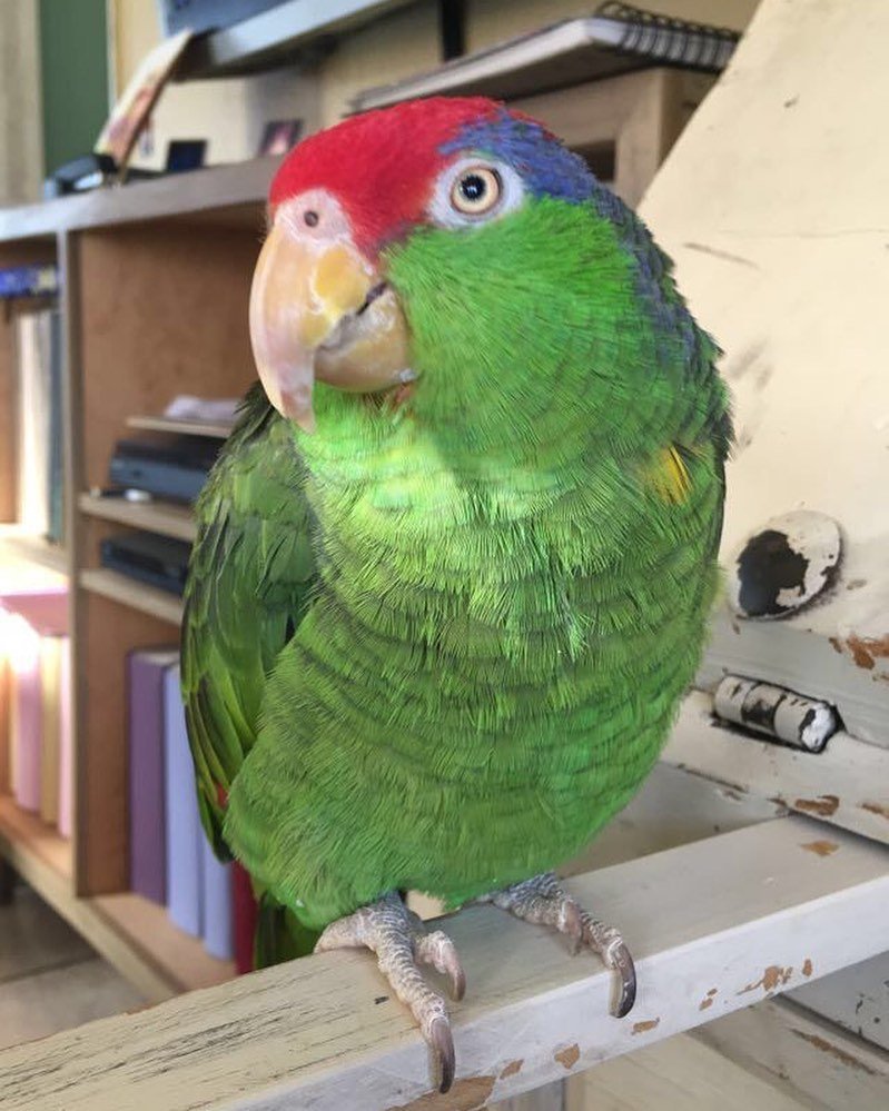 Red-crowned amazon